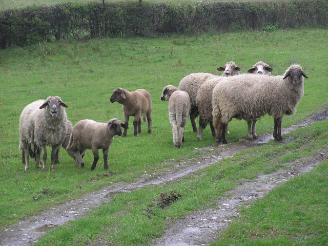Pecore senza pastori?